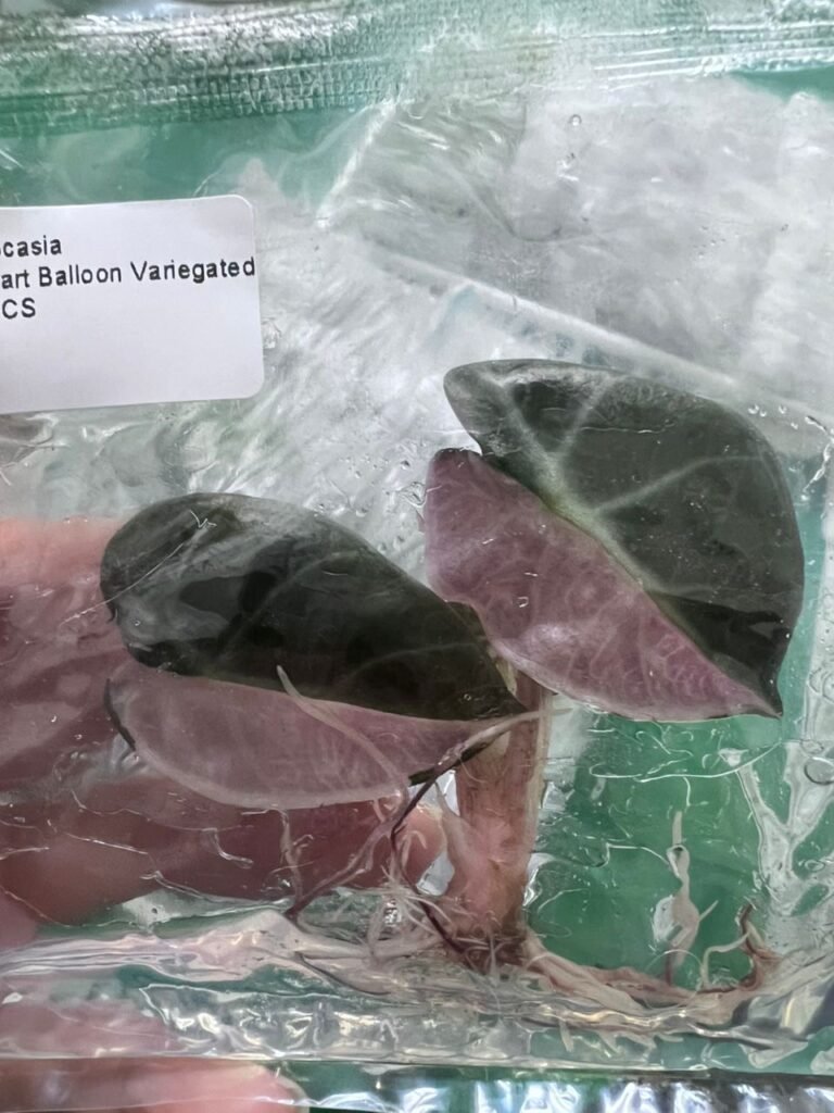 Alocasia Heart Balloon Variegated tissue culture plantlet in a clear bag, wholesale, 1 plant