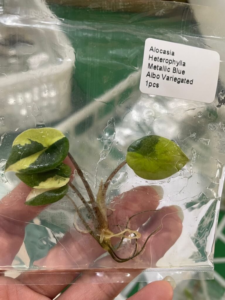 Alocasia Heterophylla Metallic Blue Albo Variegated tissue culture plantlet in a clear bag, wholesale, 1 plant