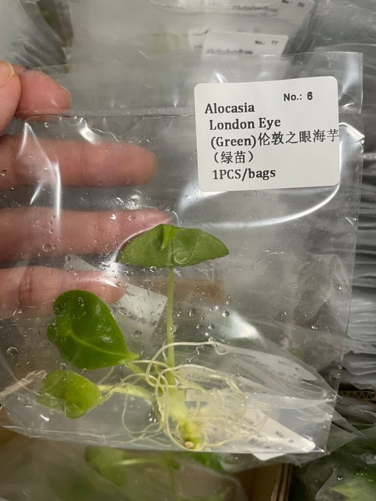 Alocasia London Eye (Green) tissue culture plantlet in a clear bag, wholesale, 1 plant