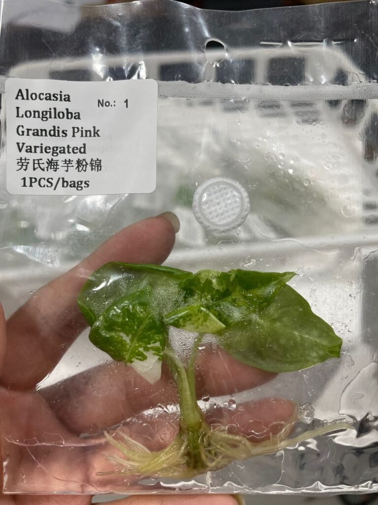 Alocasia Longiloba Grandis Pink Variegated tissue culture plantlet in a clear bag, wholesale, 1 plant