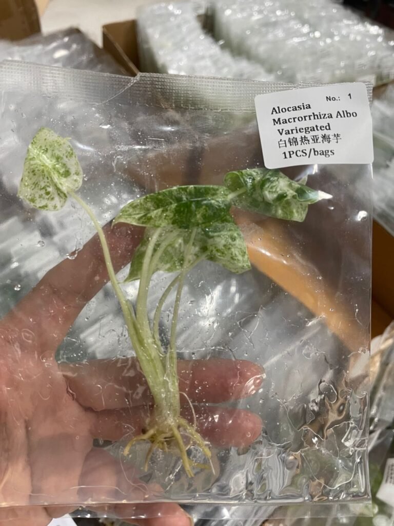 Alocasia Macrorrhiza Albo Variegated tissue culture plantlet in a clear bag, wholesale, 1 plant