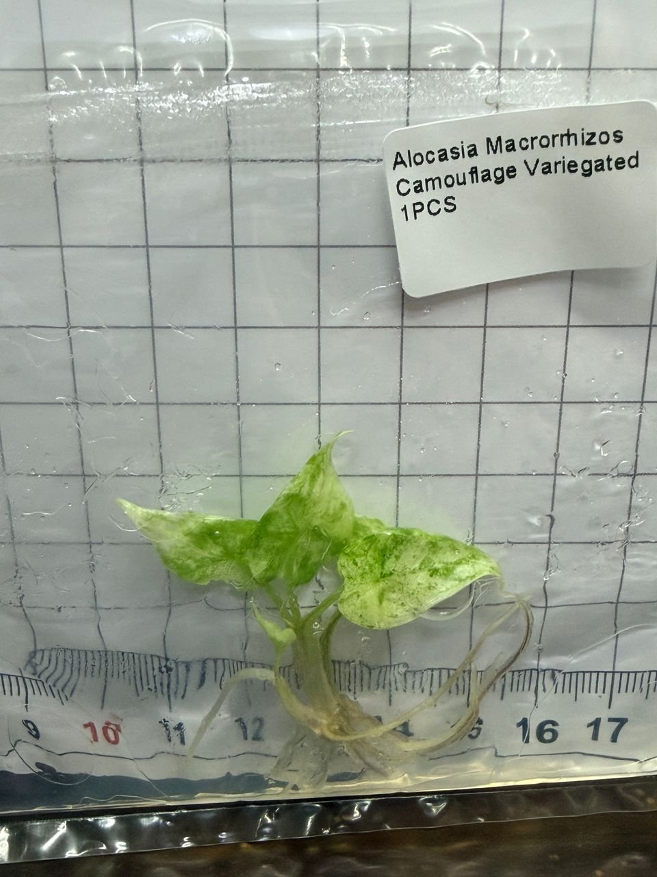 Alocasia Macrorrhizos Camouflage Variegated tissue culture, 1 pc, wholesale