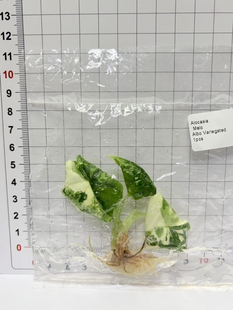 Alocasia Melo Albo Variegated tissue culture plantlet in a clear bag, wholesale, 1 plant