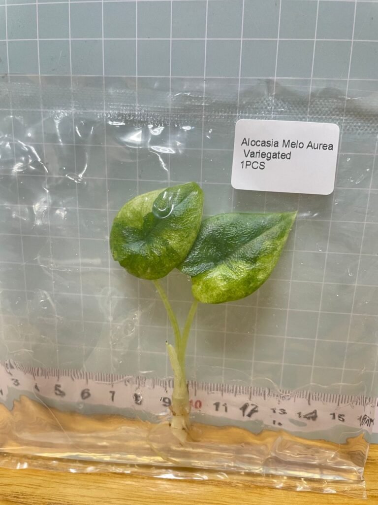 Alocasia Melo Aurea Variegated tissue culture plantlet in a clear bag, wholesale, 1 plant