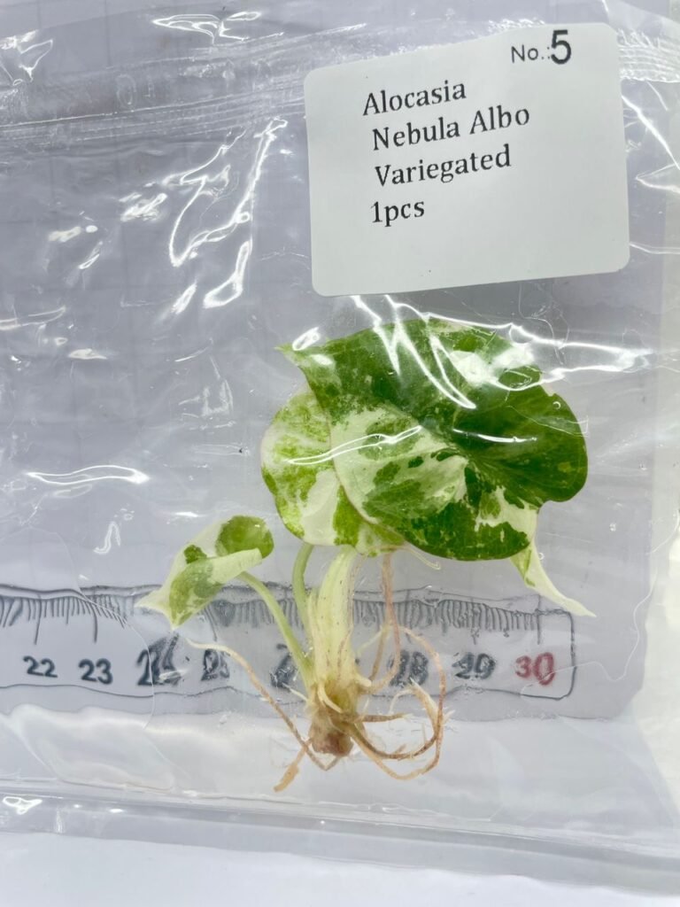 Alocasia Nebula Albo Variegated tissue culture plantlet in a clear bag, wholesale, 1 plant