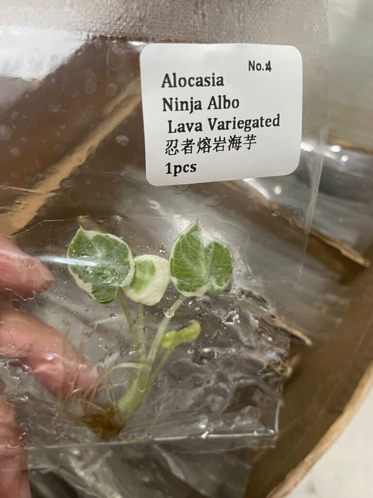 Alocasia Ninja Albo Lava Variegated tissue culture plantlet in a clear bag, wholesale, 1 plant