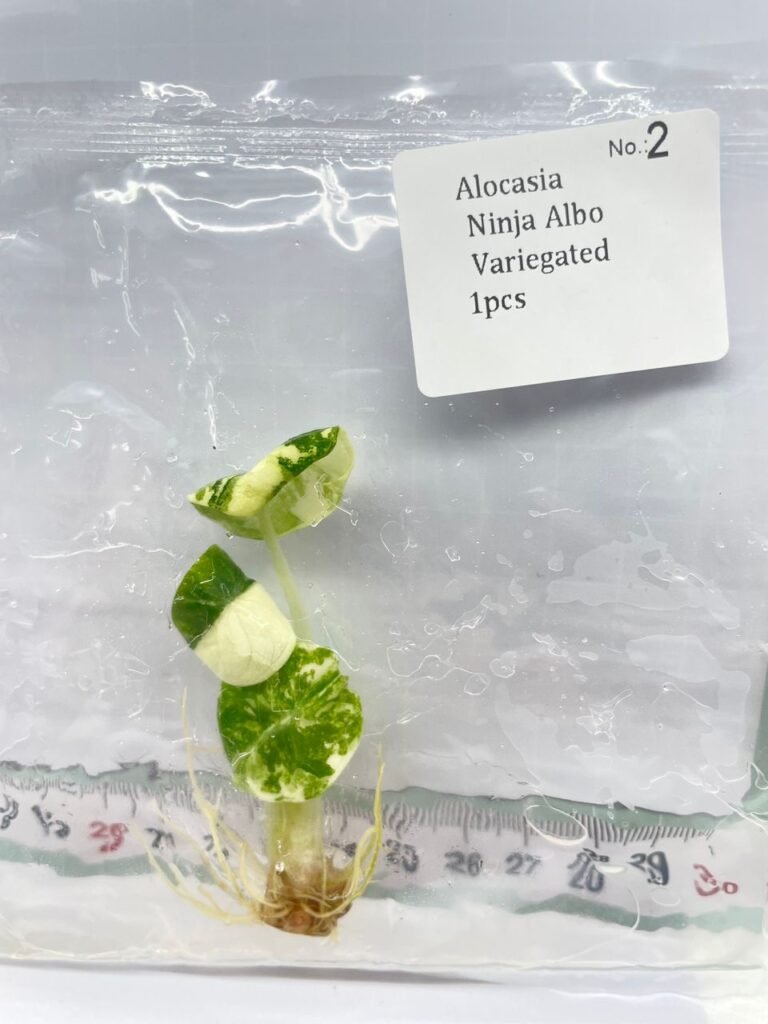 Alocasia Ninja Albo Variegated tissue culture plantlet in a clear bag, wholesale, 1 plant