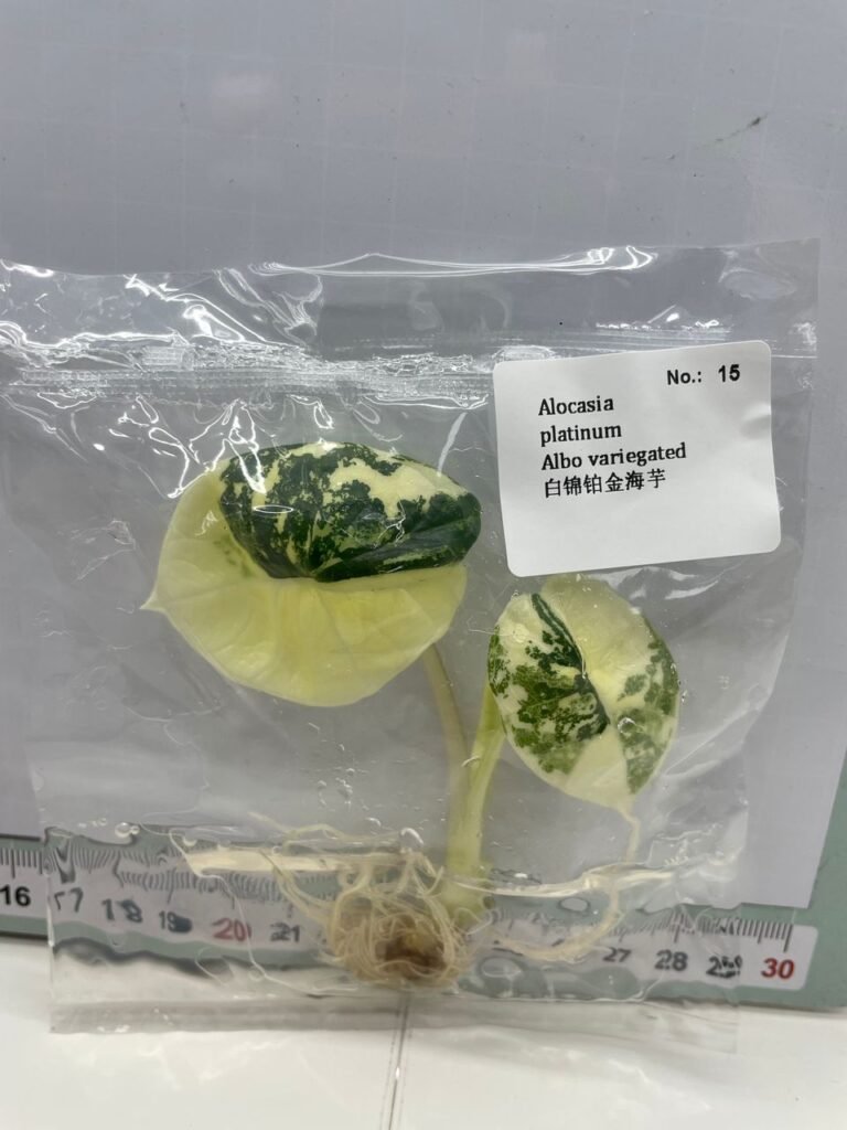 Alocasia platinum Albo variegated tissue culture plantlet in a clear bag, wholesale, 1 plant