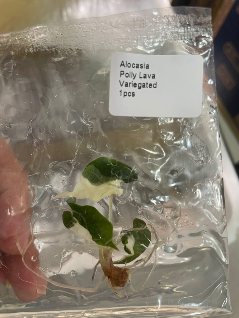 Alocasia Polly Lava Variegated tissue culture plantlet in a clear bag, wholesale, 1 plant