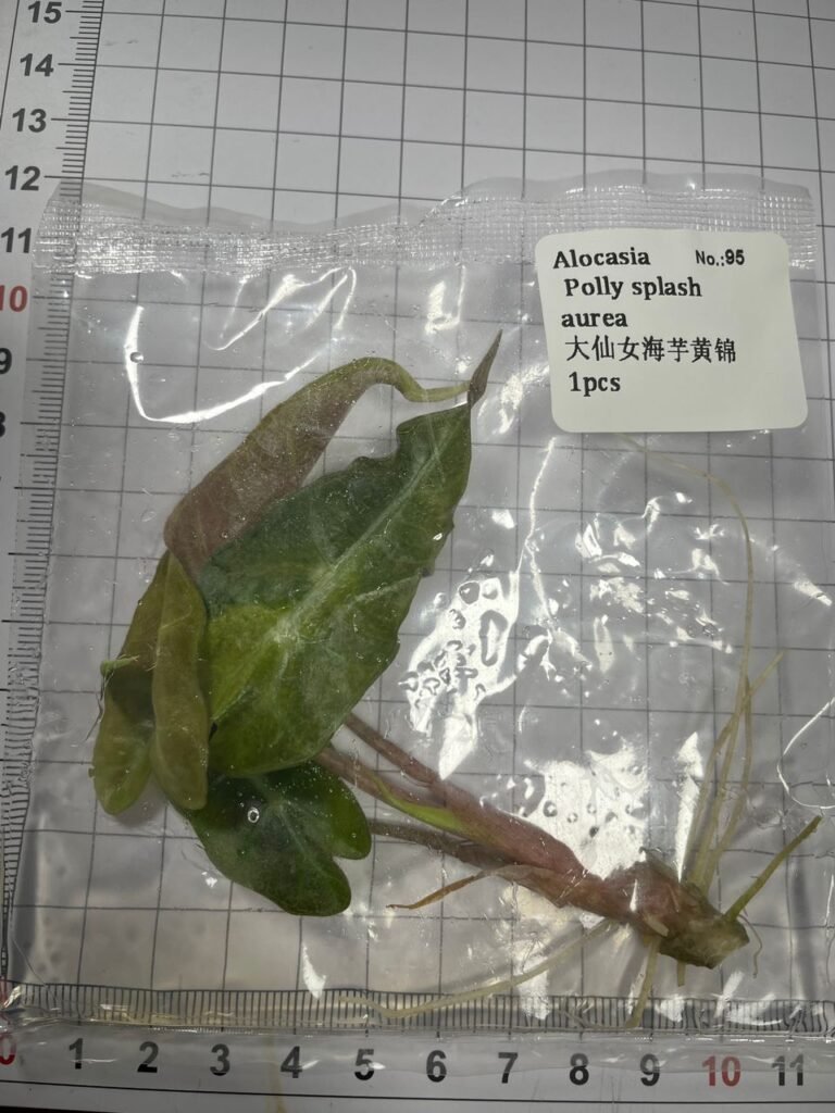 Alocasia Polly Splash Aurea tissue culture plantlet in a clear bag, wholesale, 1 plant