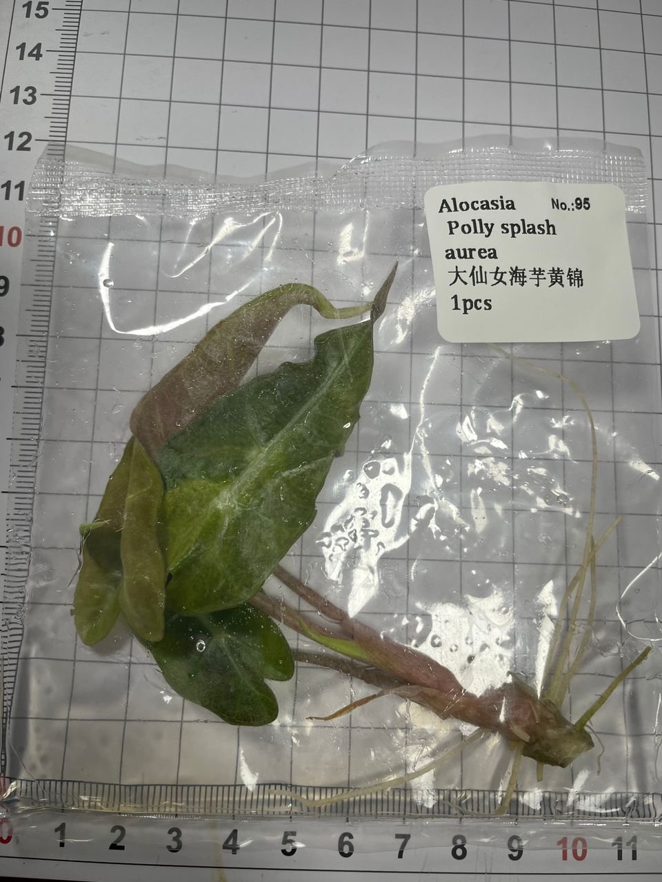 Alocasia Polly Splash Aurea tissue culture, 1 pc, wholesale