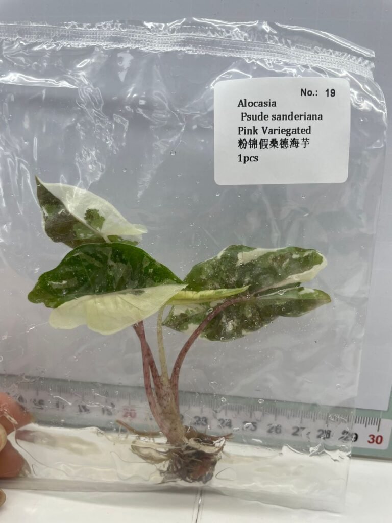 Alocasia Pseudo Sanderiana Pink Variegated tissue culture plantlet in a clear bag, wholesale, 1 plant