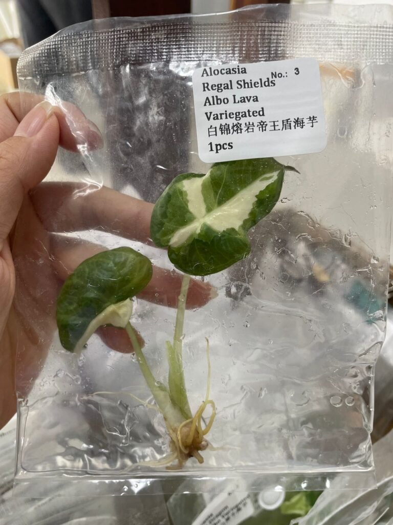 Alocasia Regal Shields Albo Lava Variegated tissue culture plantlet in a clear bag, wholesale, 1 plant