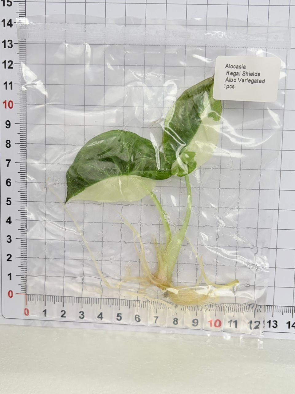 Alocasia Regal Shields Albo Variegated tissue culture, 1 pc, wholesale