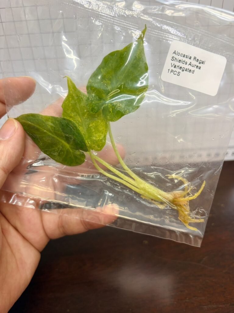 Alocasia Regal Shields Aurea Variegated tissue culture plantlet in a clear bag, wholesale, 1 plant