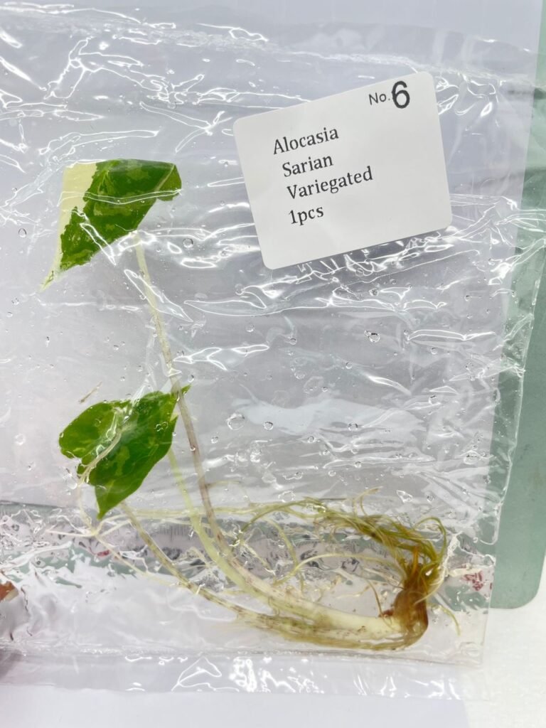 Alocasia Sarian Variegated tissue culture plantlet in a clear bag, wholesale, 1 plant