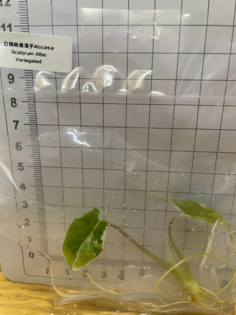 Alocasia Scalprum Albo Variegated tissue culture plantlet in a clear bag, wholesale, 1 plant