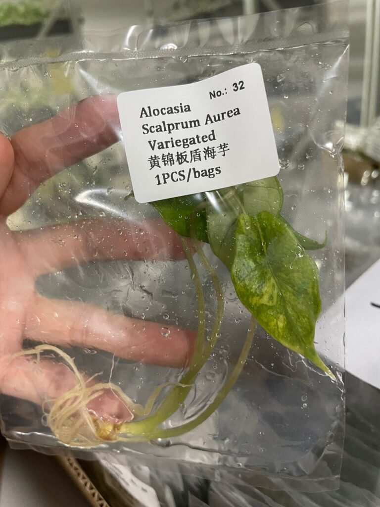 Alocasia Scalprum Aurea Variegated tissue culture plantlet in a clear bag, wholesale, 1 plant