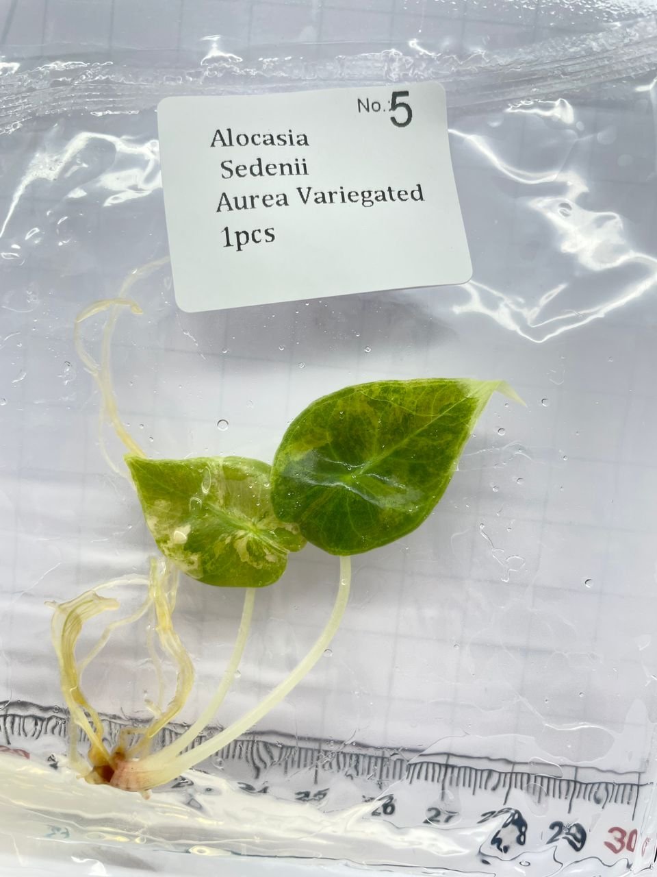 Alocasia Sedenii Aurea Variegated tissue culture, 1 pc, wholesale