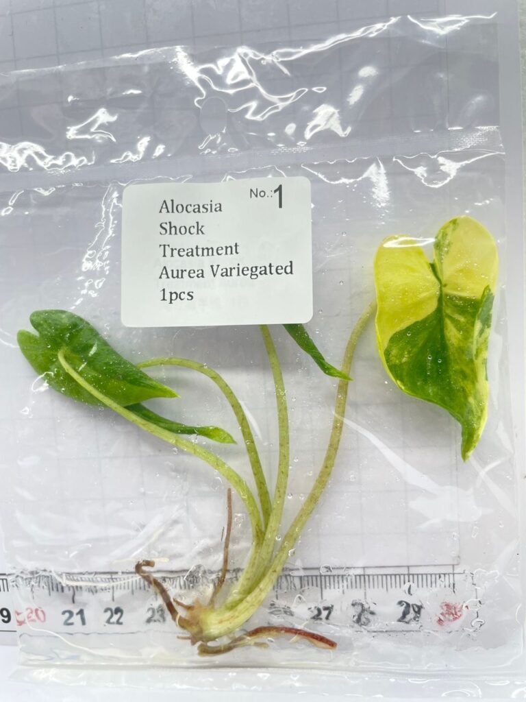 Alocasia Shock Treatment Aurea Variegated tissue culture plantlet in a clear bag, wholesale, 1 plant