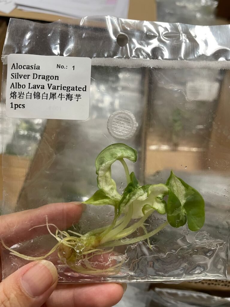 Alocasia Silver Dragon Albo Lava Variegated tissue culture plantlet in a clear bag, wholesale, 1 plant