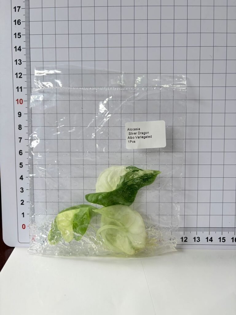 Alocasia Silver Dragon Albo Variegated tissue culture plantlet in a clear bag, wholesale, 1 plant