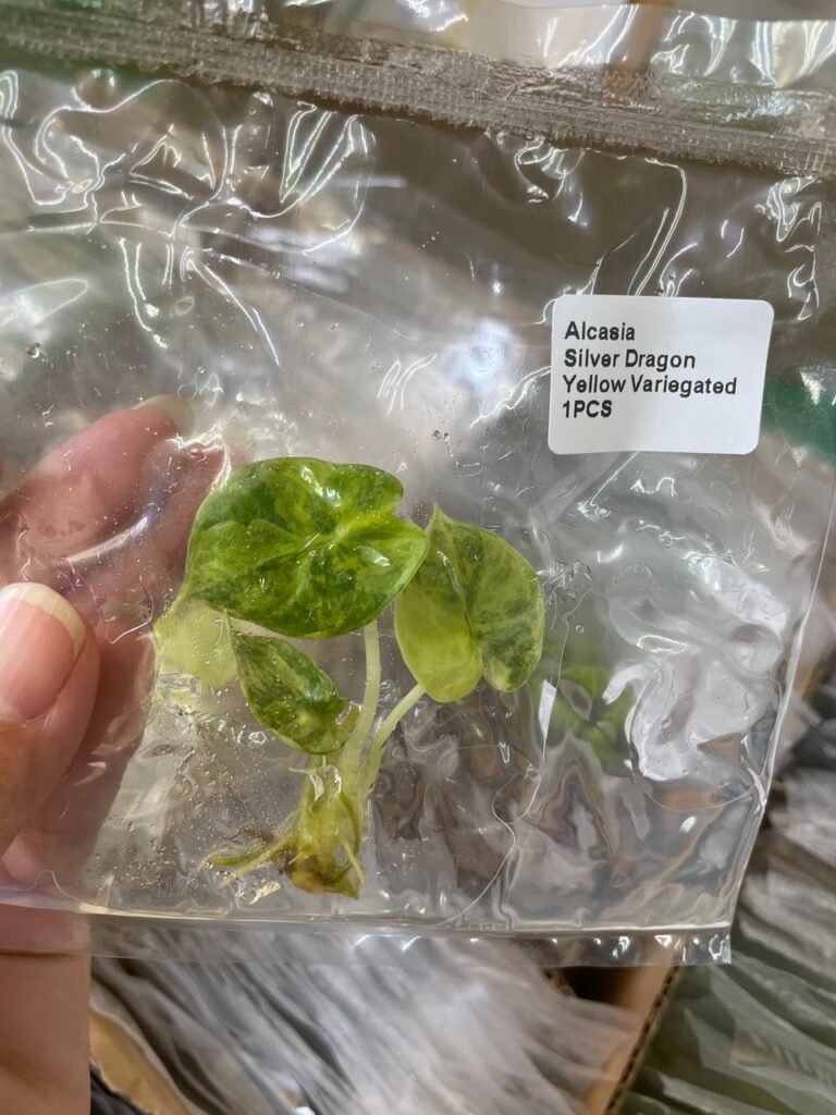 Alocasia Silver Dragon Yellow Variegated tissue culture plantlet in a clear bag, wholesale, 1 plant