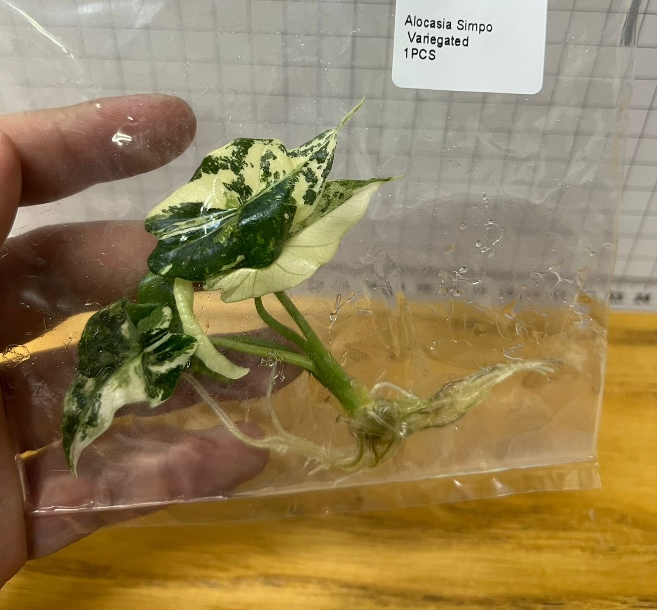 Alocasia Simpo Variegated tissue culture, 1 pc, wholesale