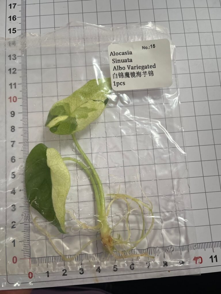 Alocasia Sinuata Albo Variegated tissue culture plantlet in a clear bag, wholesale, 1 plant