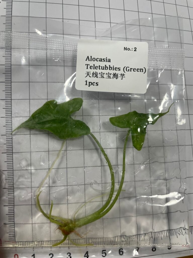 Alocasia Teletubbies tissue culture plantlet in a clear bag, wholesale, 1 plant