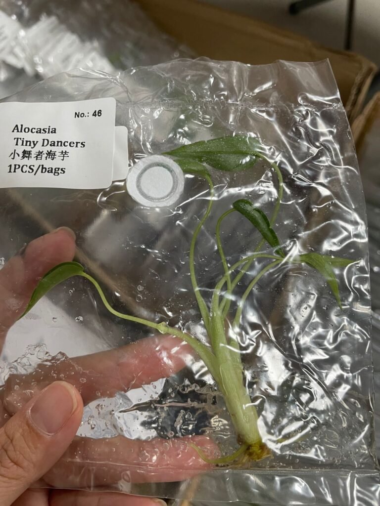 Alocasia Tiny Dancers tissue culture plantlet in a clear bag, wholesale, 1 plant