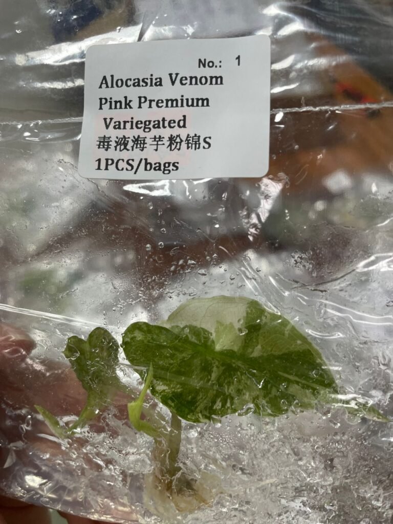 Alocasia Venom Pink Premium Variegated tissue culture plantlet in a clear bag, wholesale, 1 plant