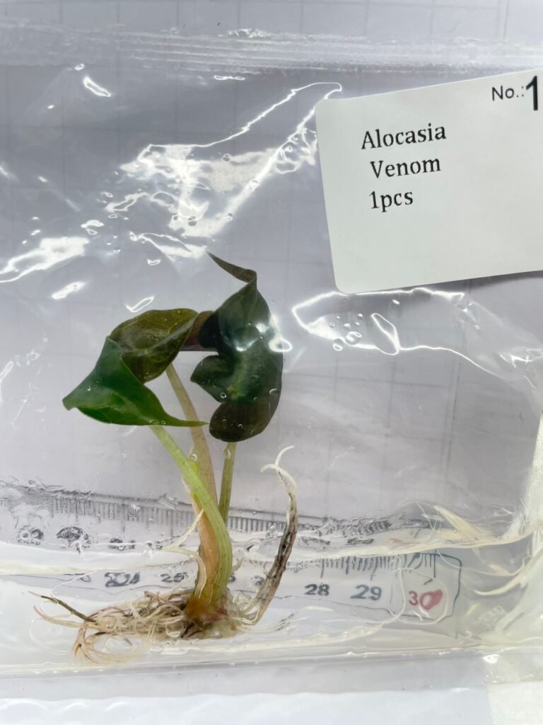 Alocasia Venom tissue culture plantlet in a clear bag, wholesale, 1 plant