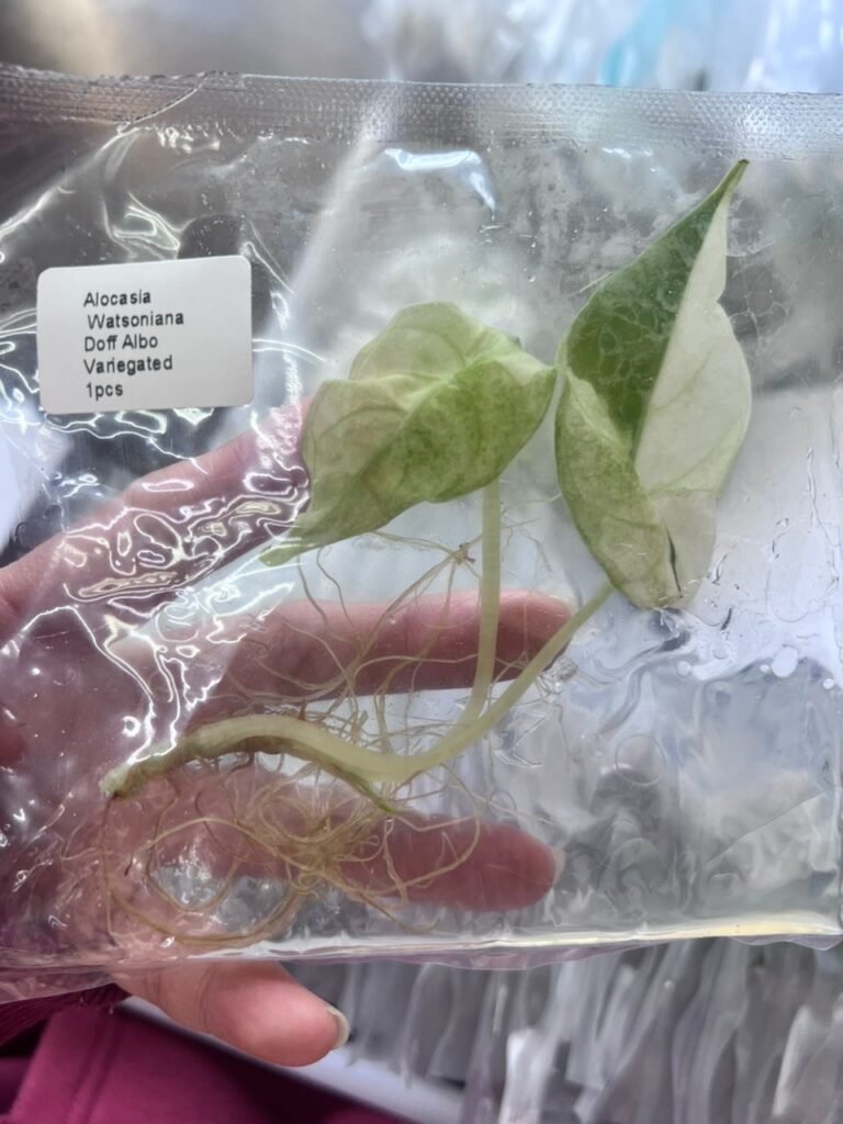 Alocasia Watsoniana Doff Albo Variegated tissue culture plantlet in a clear bag, wholesale, 1 plant