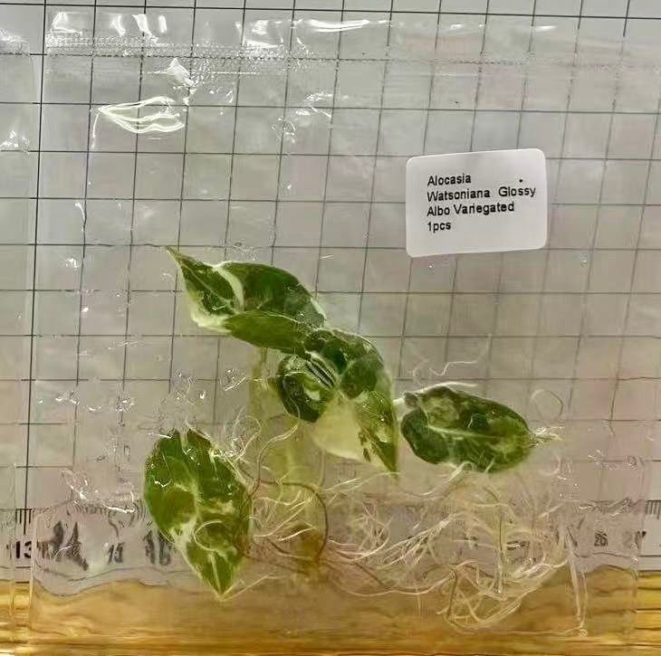 Alocasia Watsoniana Glossy Albo Variegated tissue culture plantlet in a clear bag, wholesale, 1 plant