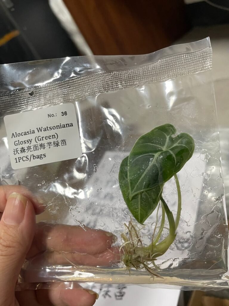 Alocasia Watsoniana Glossy (Green) tissue culture plantlet in a clear bag, wholesale, 1 plant
