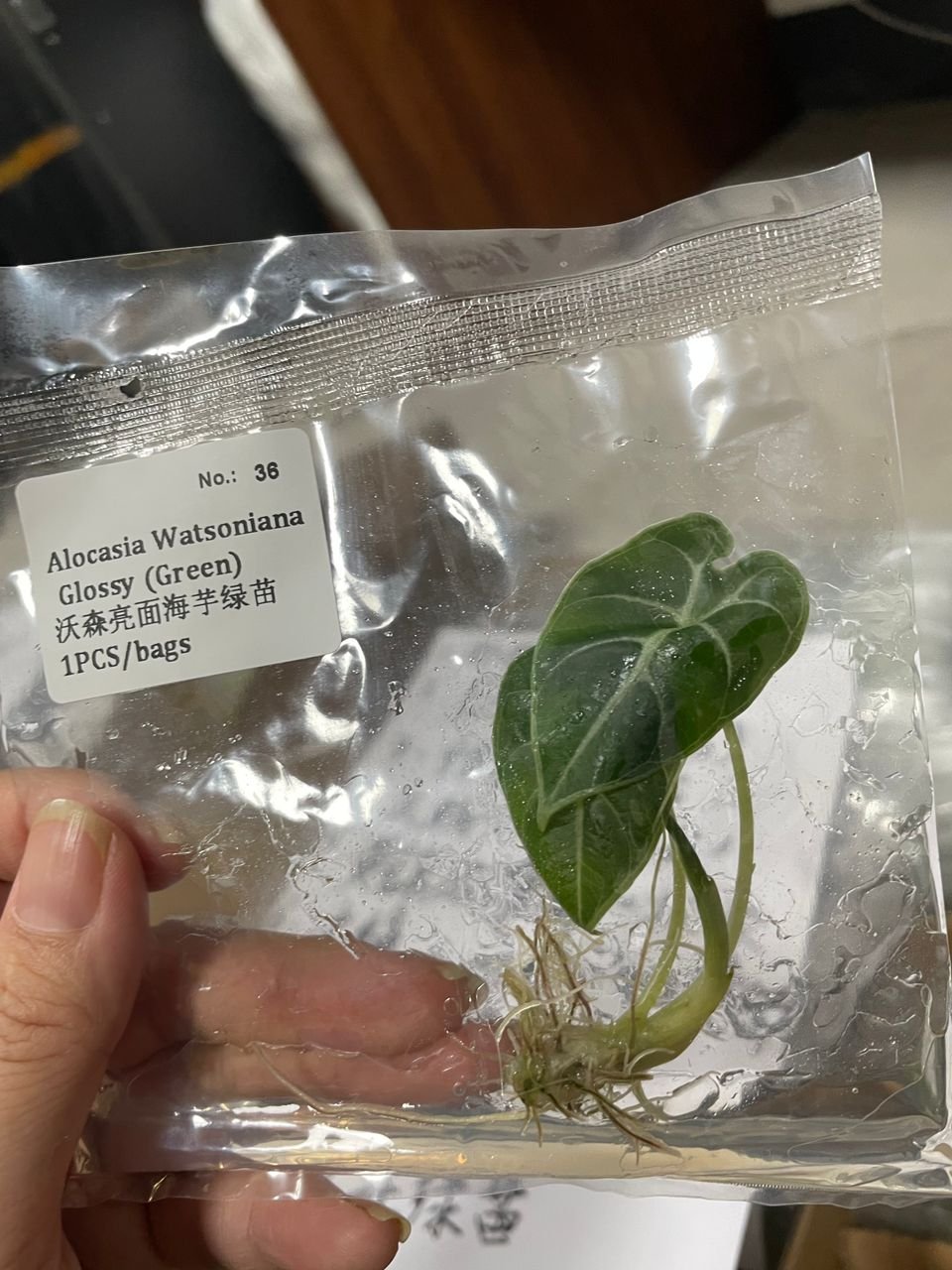 Alocasia Watsoniana Glossy (Green) tissue culture, 1 pc, wholesale