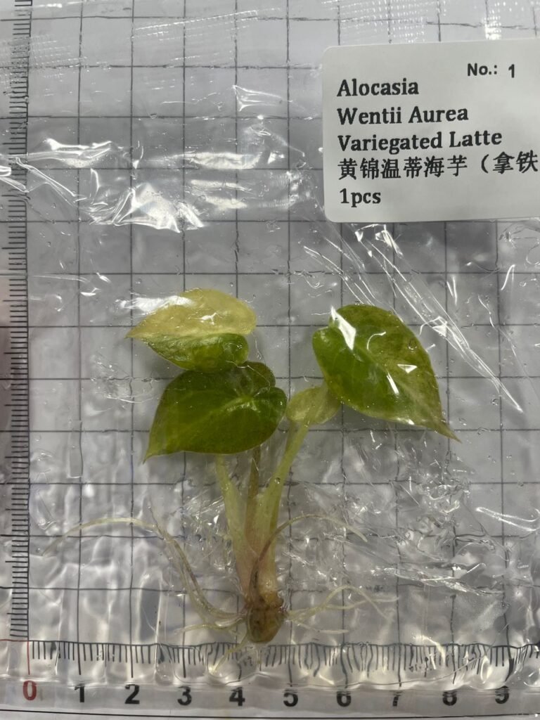 Alocasia Wentii Aurea Variegated Latte tissue culture plantlet in a clear bag, wholesale, 1 plant
