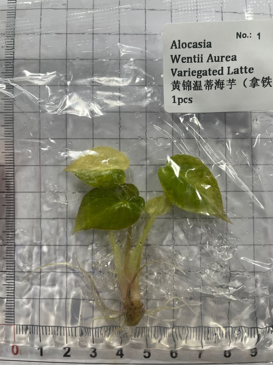 Alocasia Wentii Aurea Variegated Latte tissue culture, 1 pc, wholesale