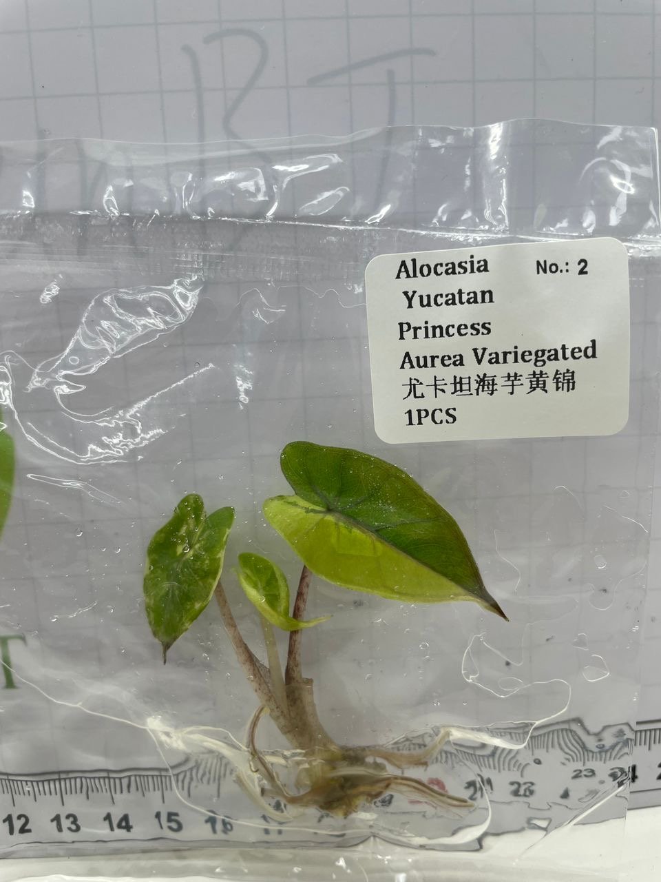 Alocasia Yucatan Princess Aurea Variegated tissue culture, 1 pc, wholesale