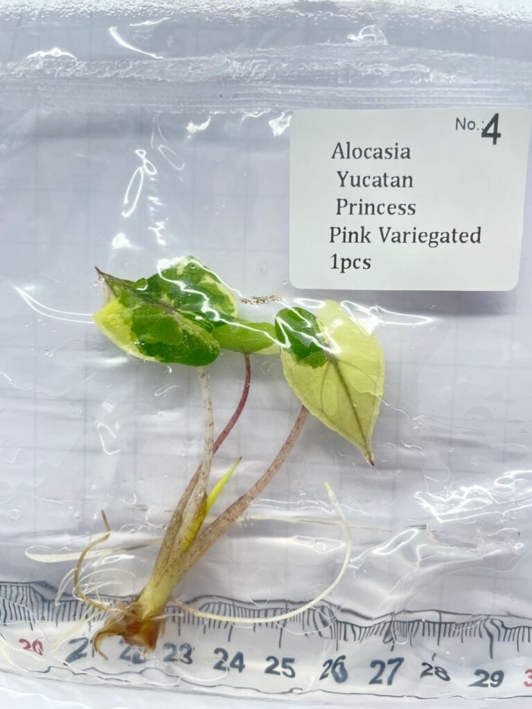Alocasia Yucatan Princess Pink Variegated tissue culture plantlet in a clear bag, wholesale, 1 plant