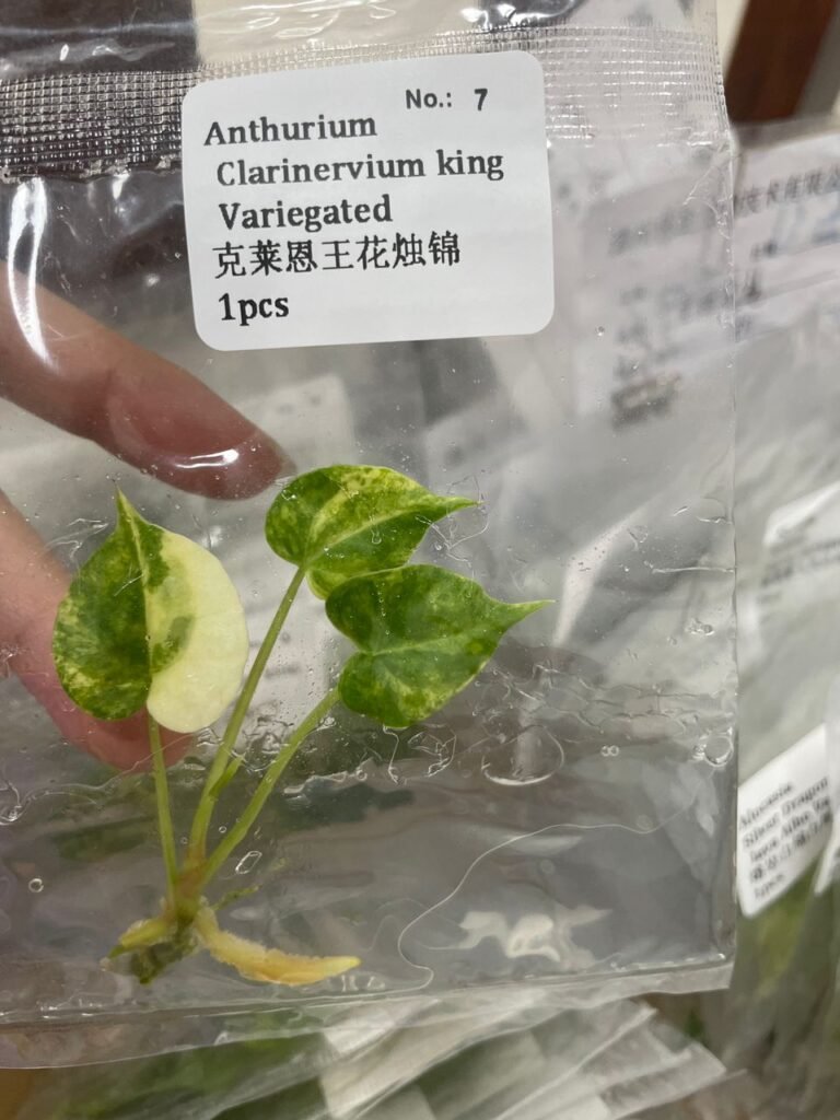 Anthurium Clarinervium king Variegated tissue culture plantlet in a clear bag, wholesale, 1 plant