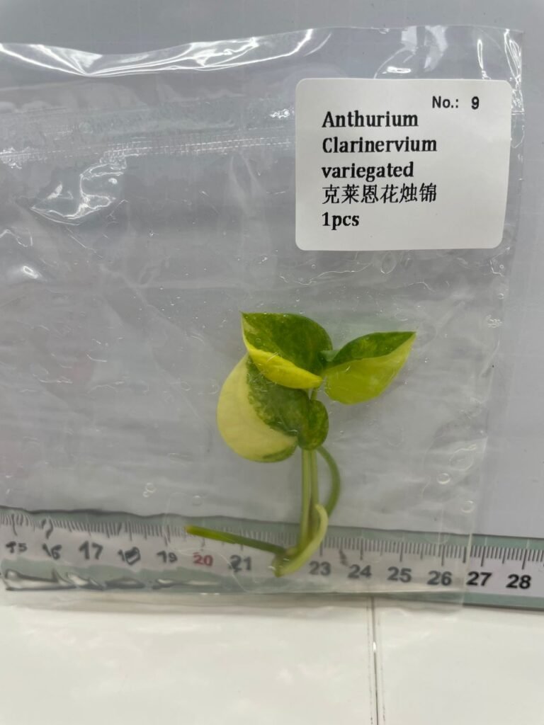 Anthurium Clarinervium Variegated tissue culture plantlet in a clear bag, wholesale, 1 plant