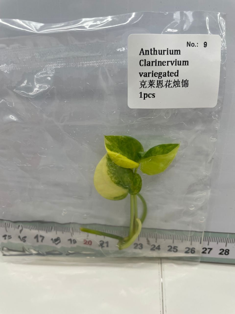 Anthurium Clarinervium Variegated tissue culture, 1 pc, wholesale