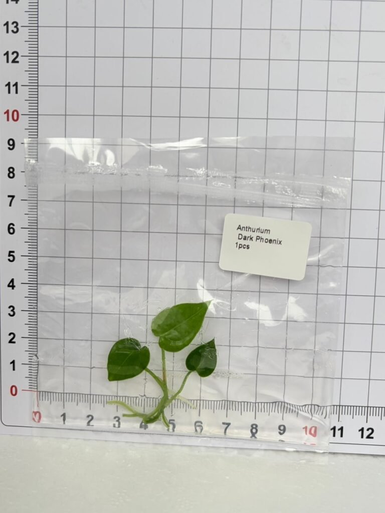 Anthurium Dark Phoenix tissue culture plantlet in a clear bag, wholesale, 1 plant