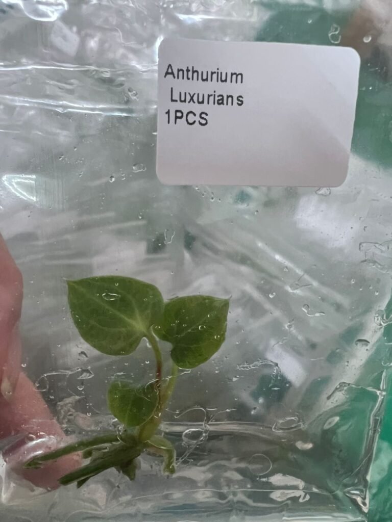 Anthurium Luxurians tissue culture plantlet in a clear bag, wholesale, 1 plant