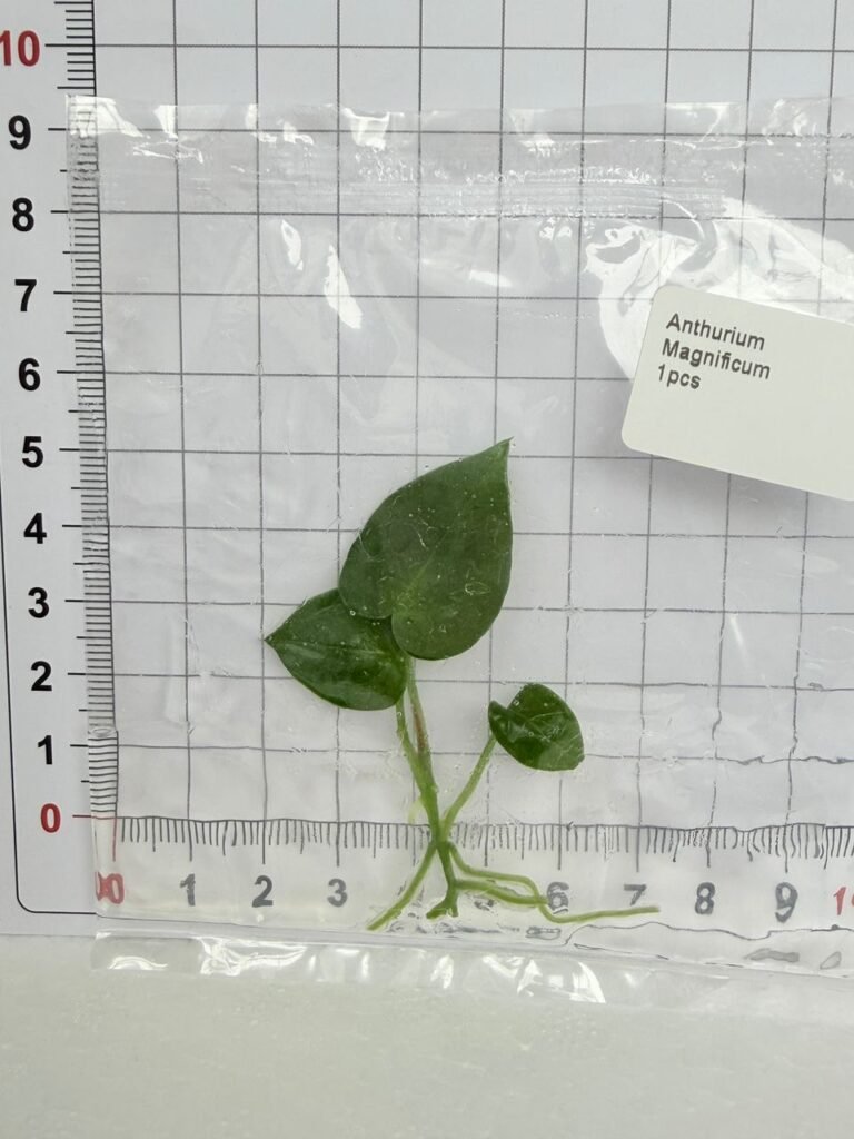 Anthurium Magnificum tissue culture plantlet in a clear bag, wholesale, 1 plant