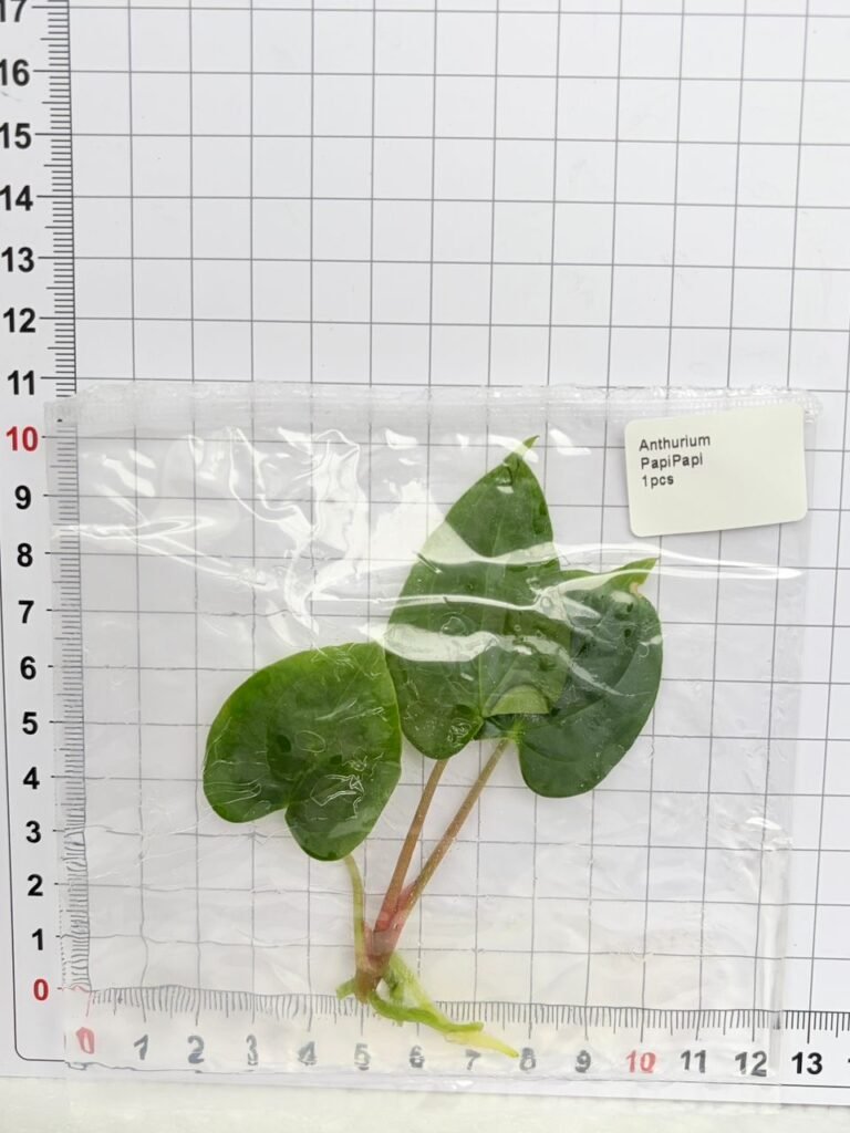 Anthurium PapiPapi tissue culture plantlet in a clear bag, wholesale, 1 plant