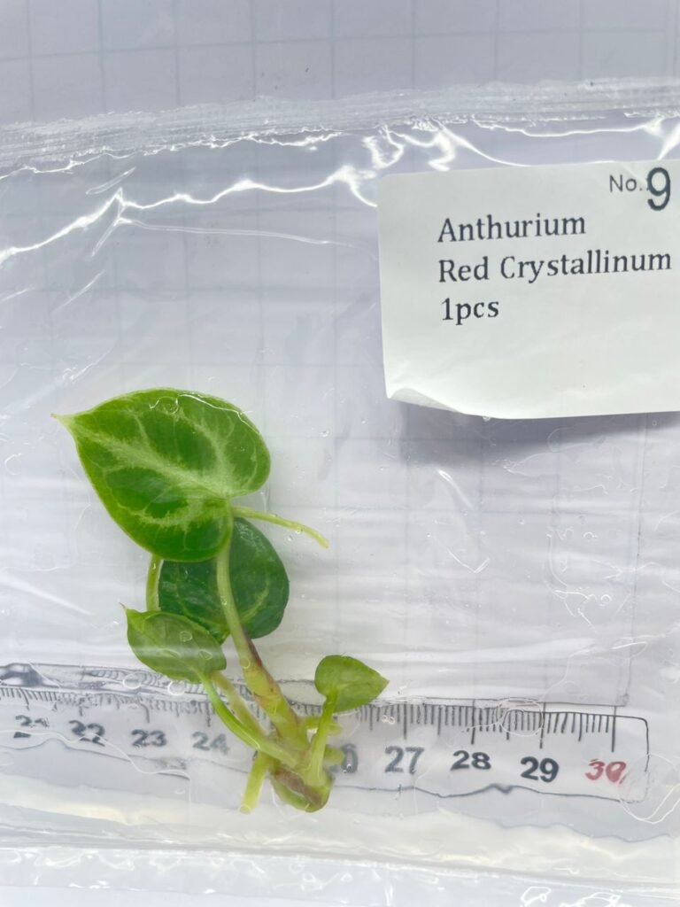 Anthurium Red Crystallinum tissue culture plantlet with green heart-shaped leaves in a clear bag, wholesale, 1 plant
