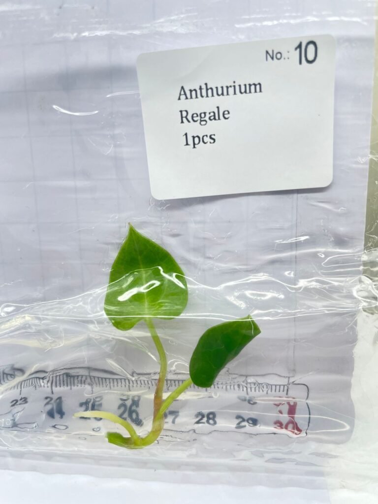 Anthurium Regale tissue culture plantlet with green heart-shaped leaves in a clear bag, wholesale, 1 plant